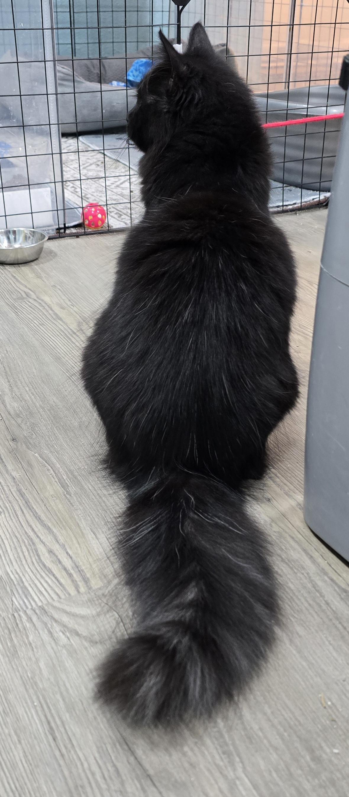 Enlarge Kiko, an adoptable Domestic Medium Hair in Arlington, WA image 1/5