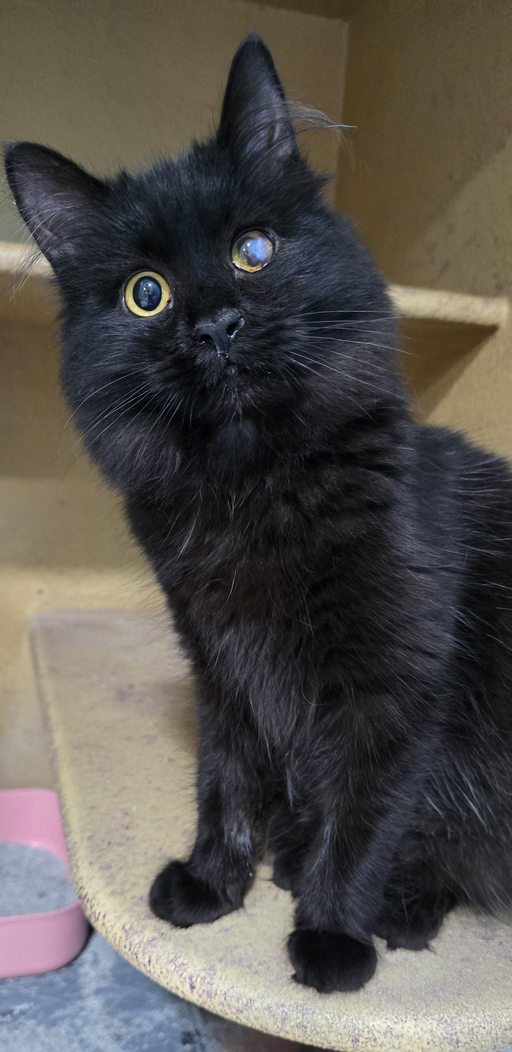 Enlarge Kiko, an adoptable Domestic Medium Hair in Arlington, WA image 2/5