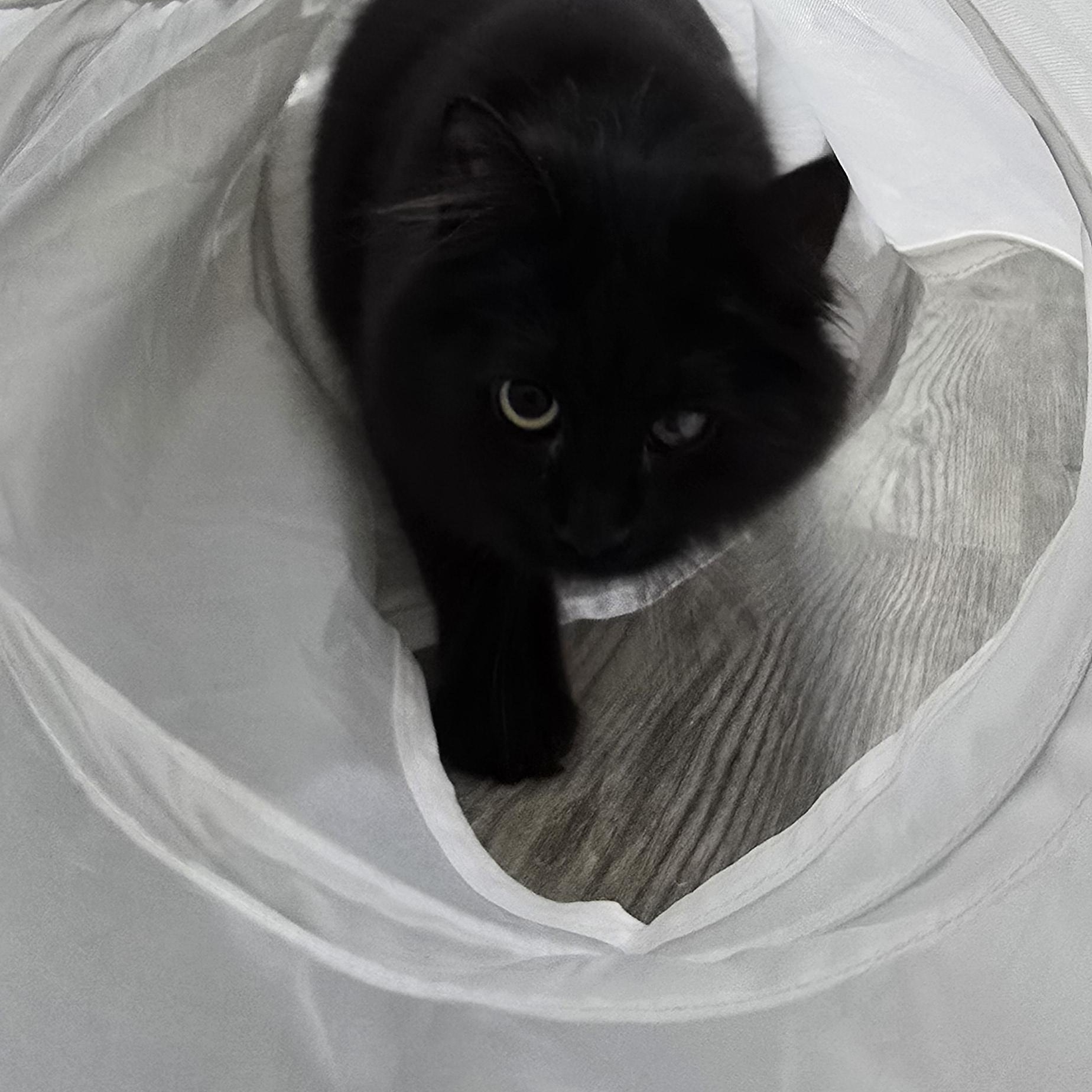 Enlarge Kiko, an adoptable Domestic Medium Hair in Arlington, WA image 5/5