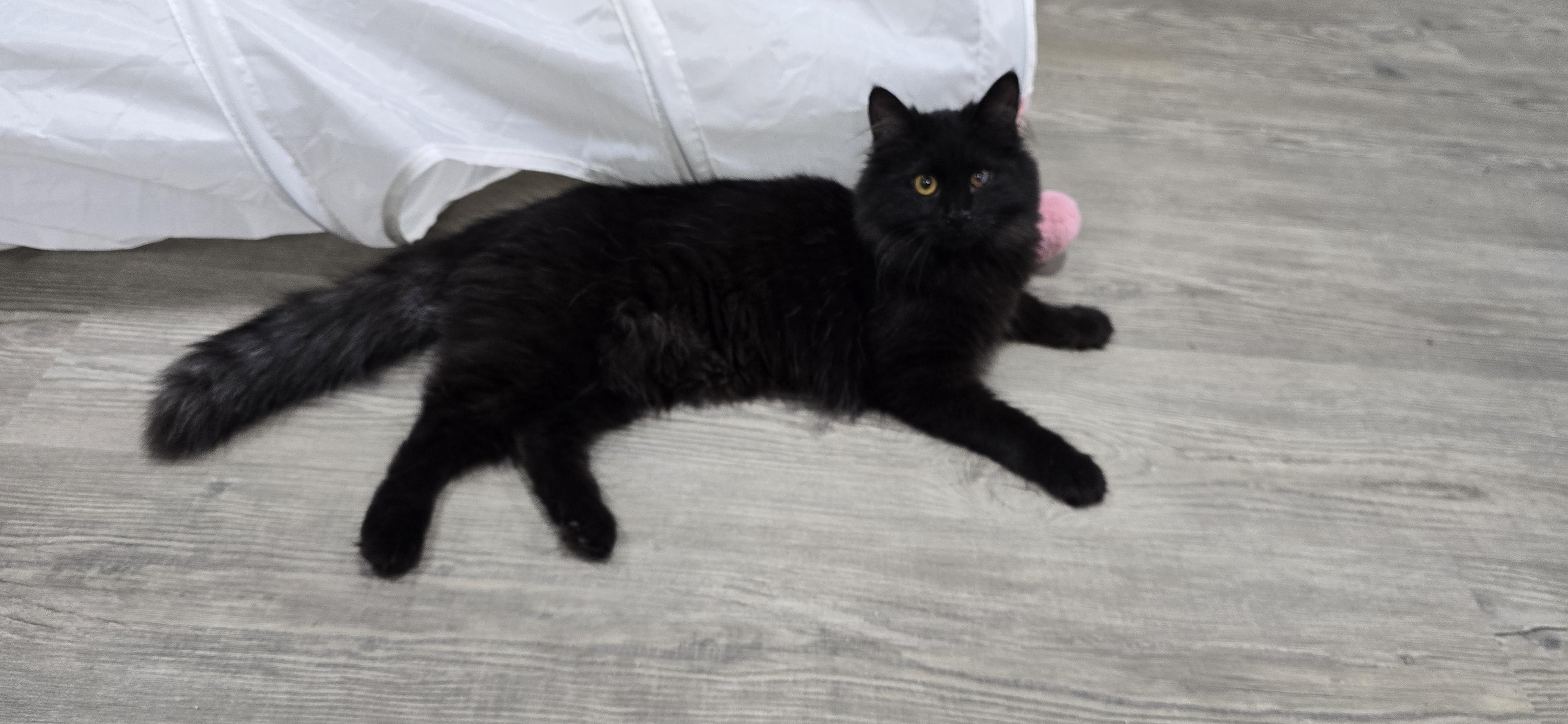 Enlarge Kiko, an adoptable Domestic Medium Hair in Arlington, WA image 4/5