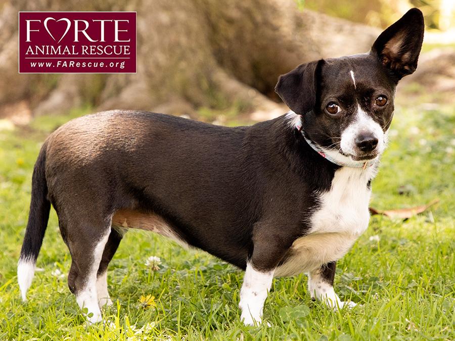 Peanut, ADOPTABLE, Young Female Chihuahua & Dachshund.