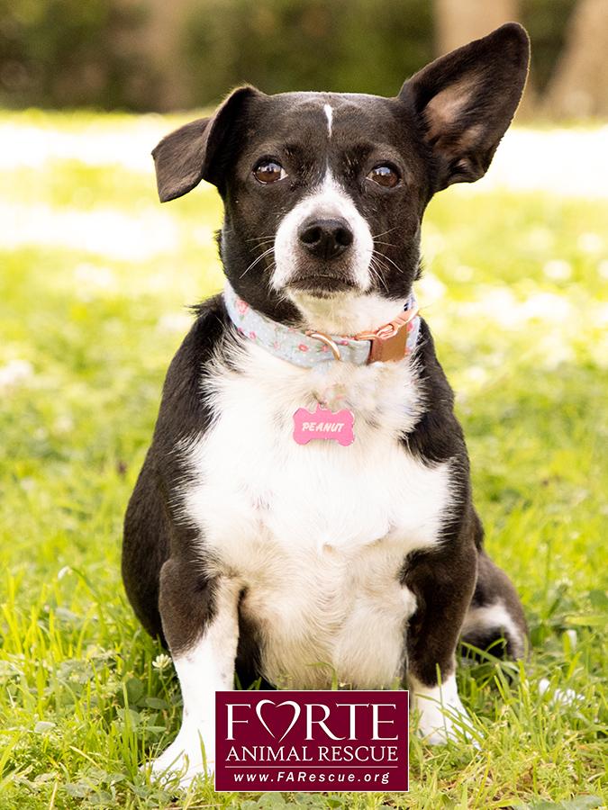 Peanut, a ADOPTABLE mixed breed in Marina Del Rey, CA image 2/6
