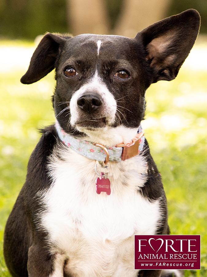 Peanut, a ADOPTABLE mixed breed in Marina Del Rey, CA image 3/6