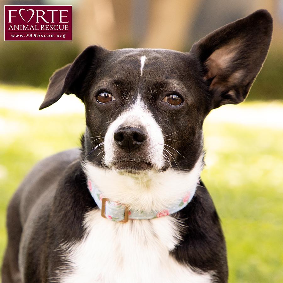 Peanut, a ADOPTABLE mixed breed in Marina Del Rey, CA image 4/6