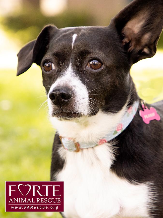 Peanut, a ADOPTABLE mixed breed in Marina Del Rey, CA image 5/6