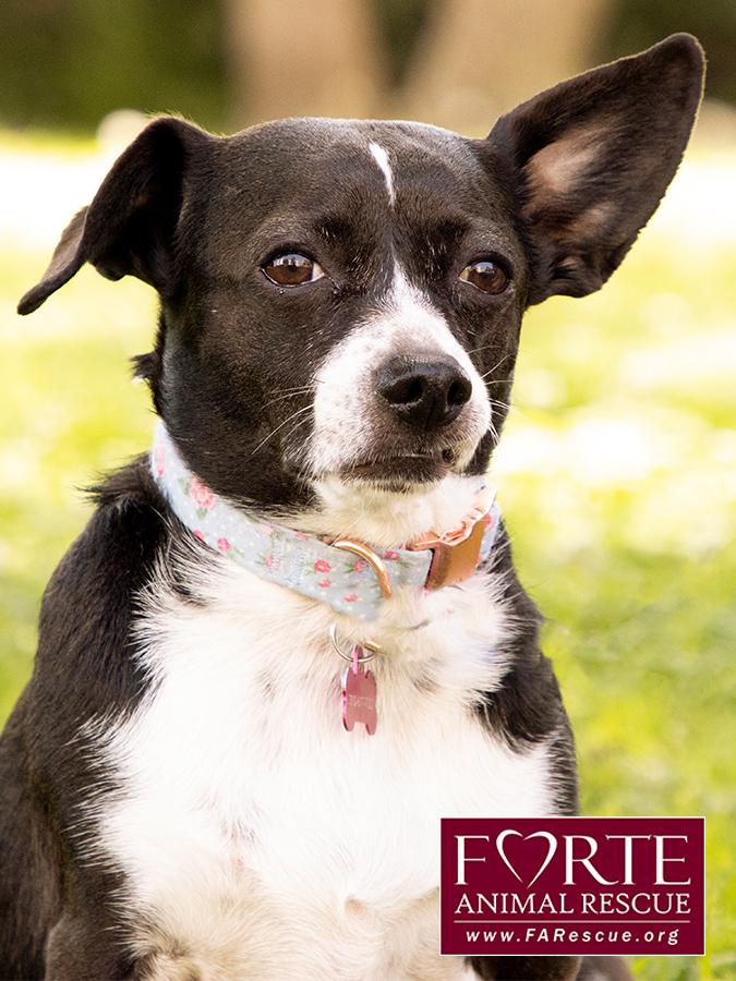 Peanut, a ADOPTABLE mixed breed in Marina Del Rey, CA image 6/6