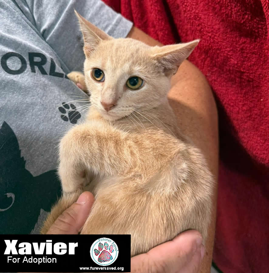 Enlarge Xavier, a Adoptable Domestic Short Hair in Miami, FL image 2/3