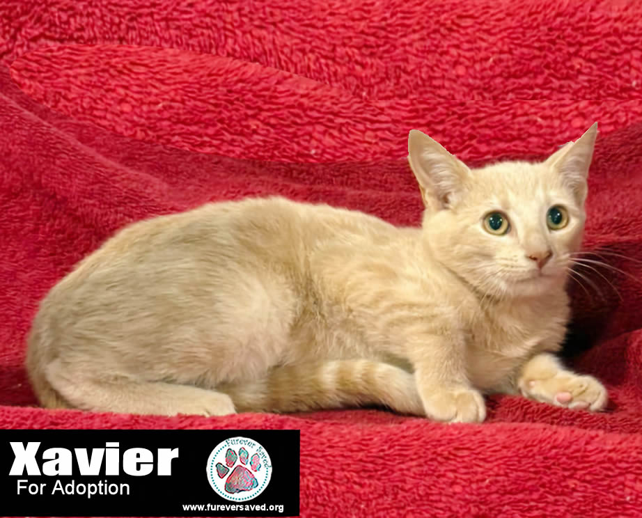 Xavier, Adoptable, Kitten Male Domestic Short Hair.