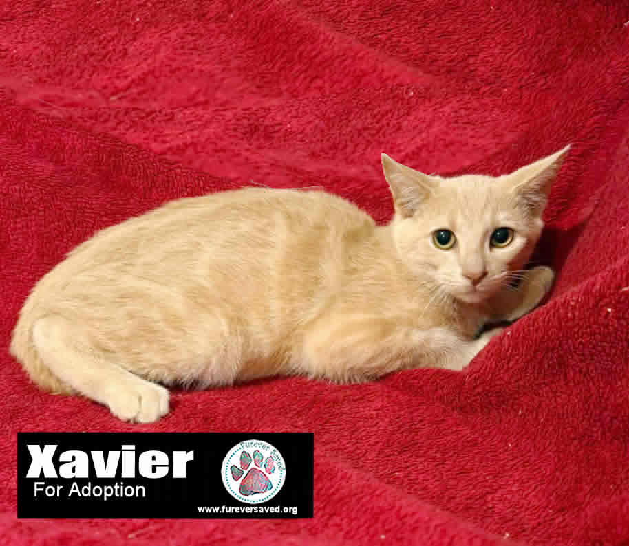Enlarge Xavier, a Adoptable Domestic Short Hair in Miami, FL image 3/3