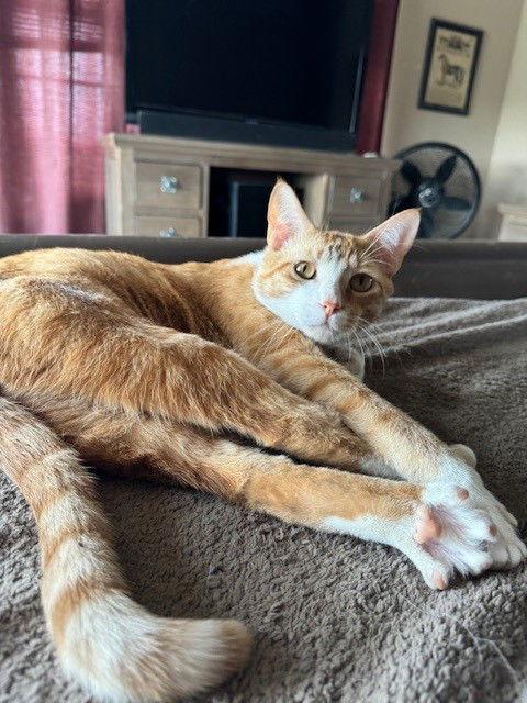 Phoenix, a Adoptable Domestic Short Hair in Mesquite, TX image 1/3