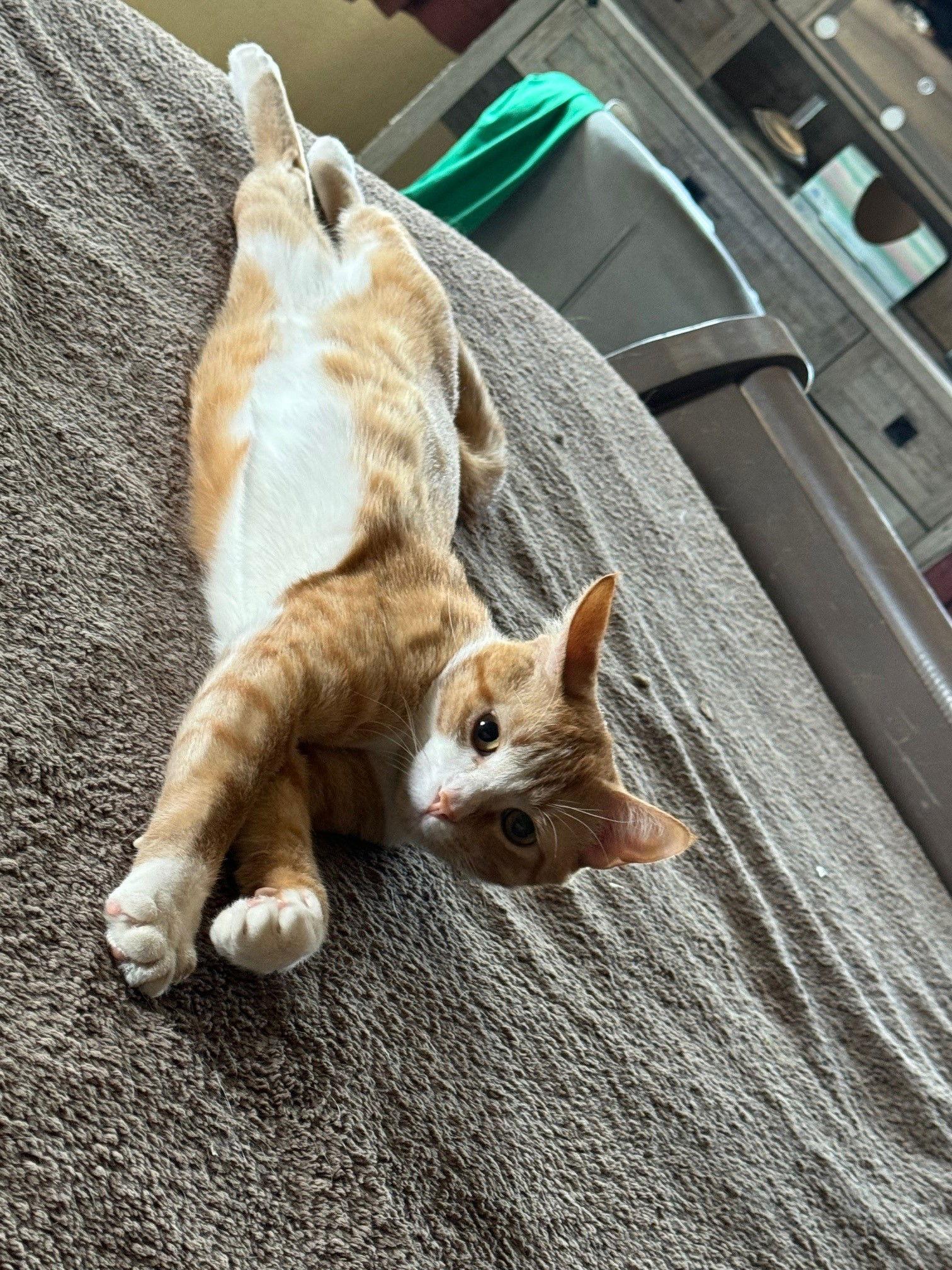 Phoenix, a Adoptable Domestic Short Hair in Mesquite, TX image 2/3