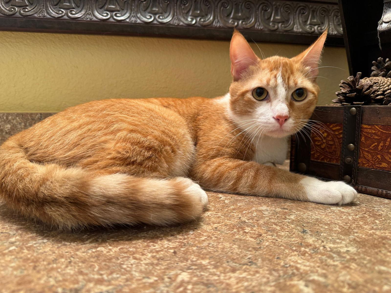 Phoenix, a Adoptable Domestic Short Hair in Mesquite, TX image 3/3