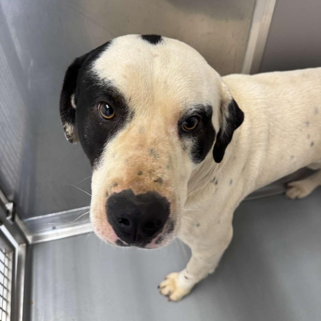 Enlarge Panda, a Adoptable mixed breed in Rocky Mount, VA image 1/1