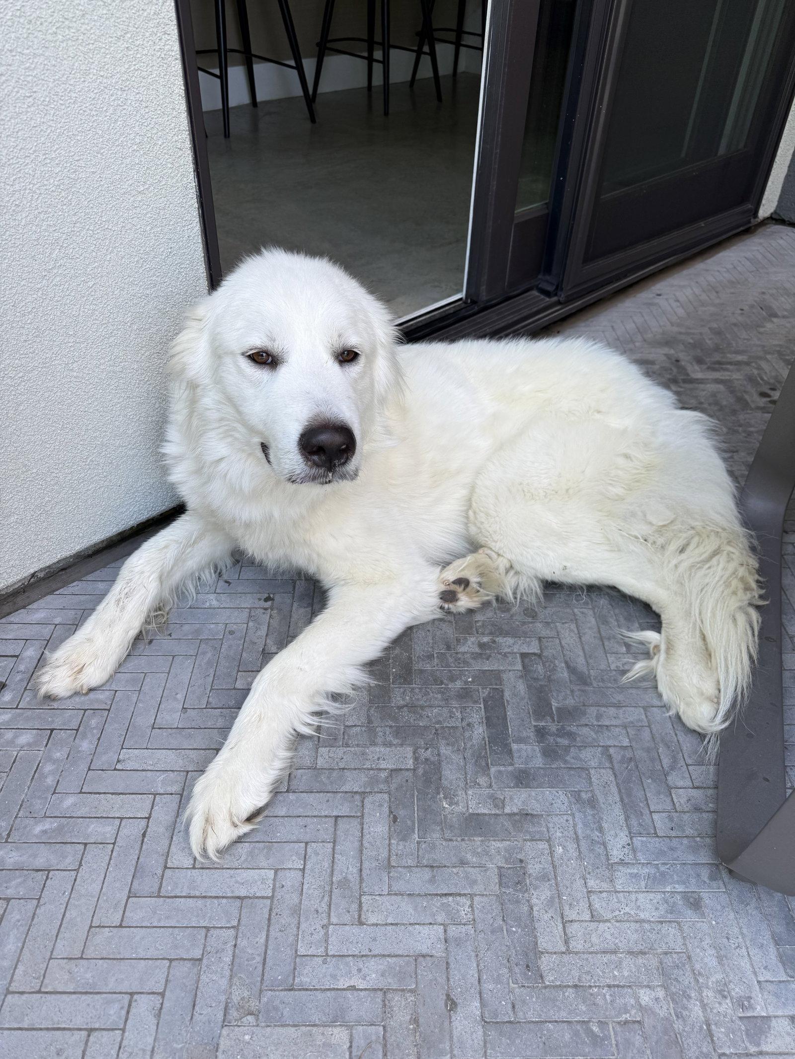 Enlarge Bobby, a Adoptable Great Pyrenees in Garland, TX image 1/3