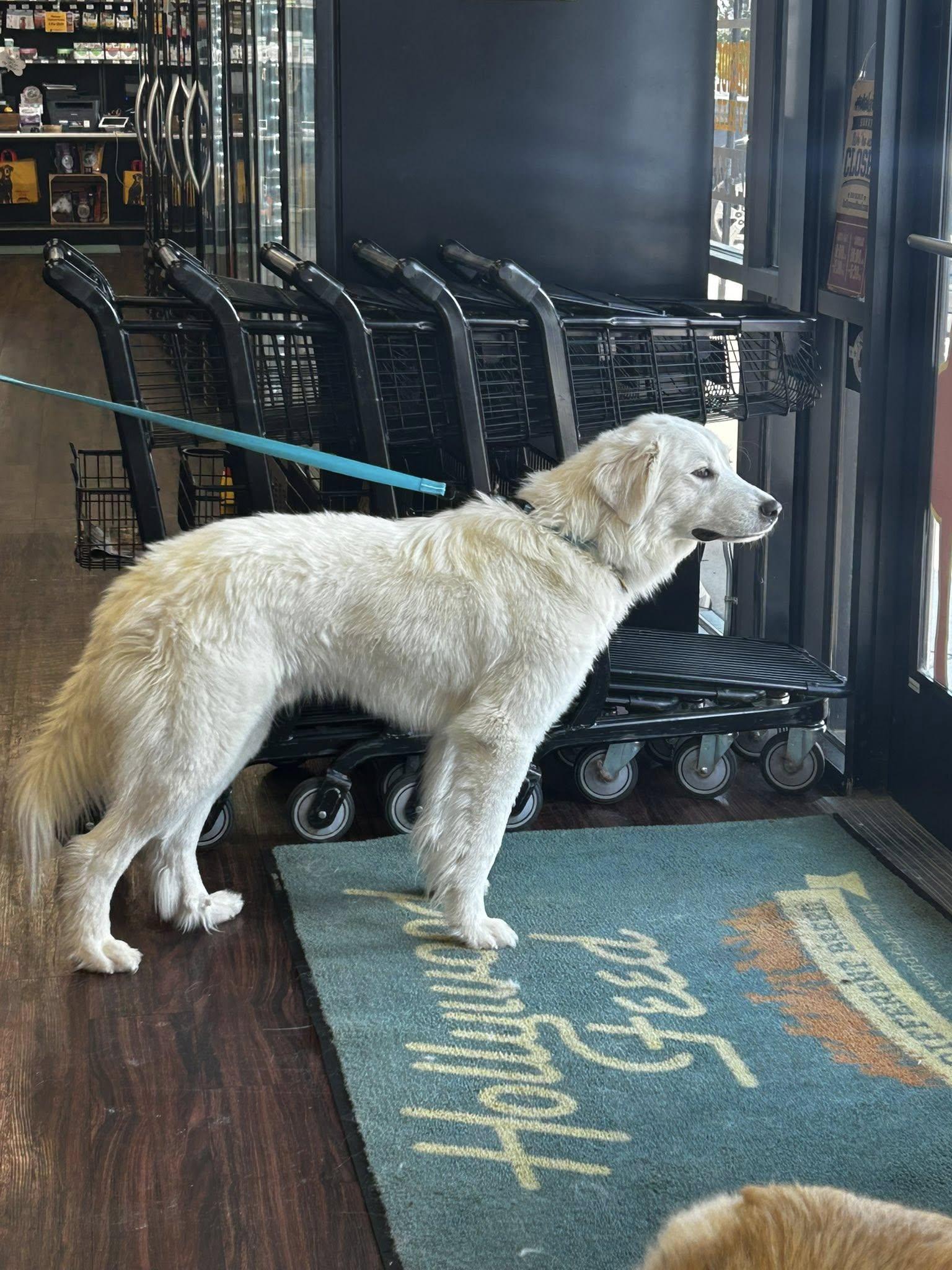 Enlarge Bobby, a Adoptable Great Pyrenees in Garland, TX image 2/3