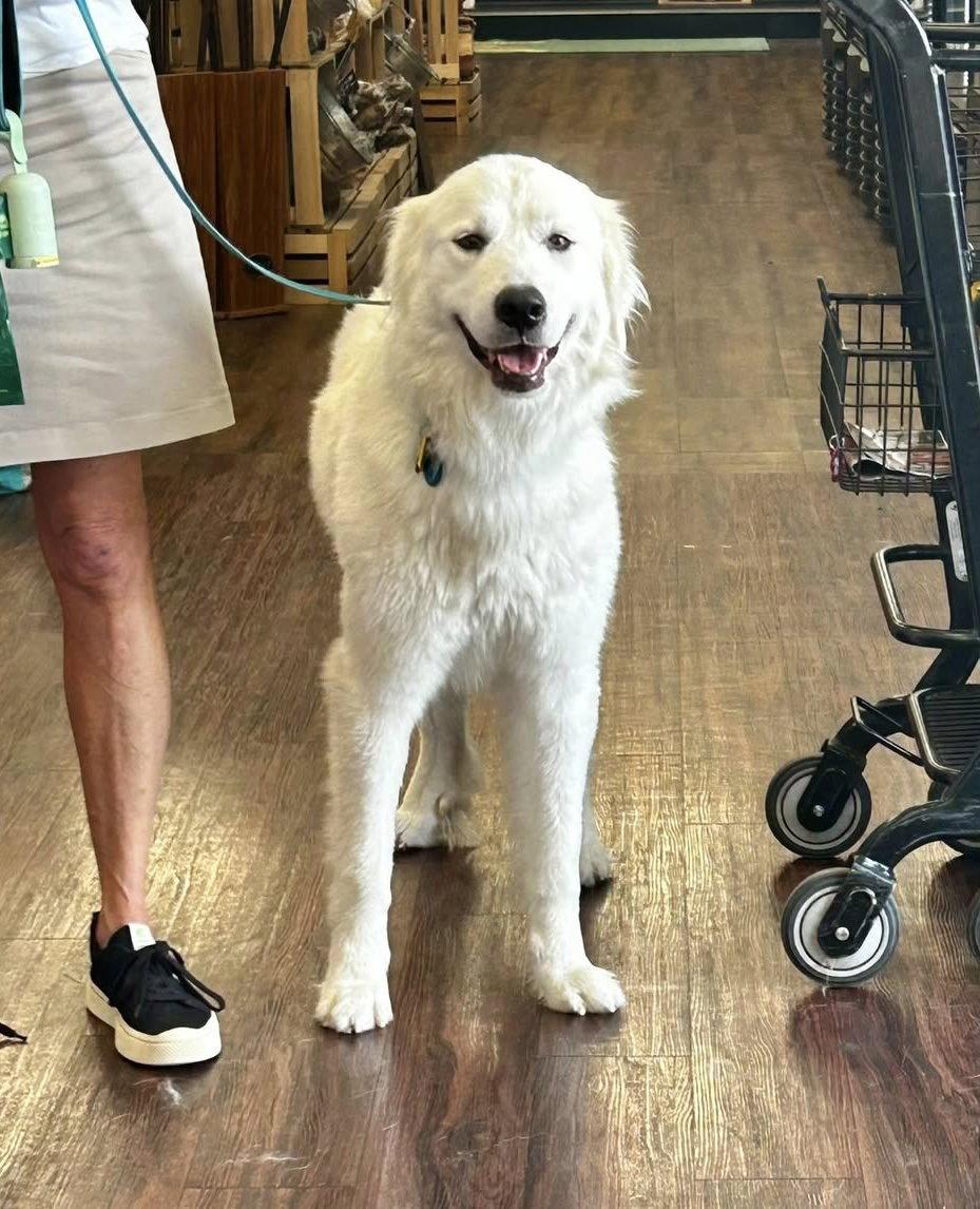 Enlarge Bobby, a Adoptable Great Pyrenees in Garland, TX image 3/3