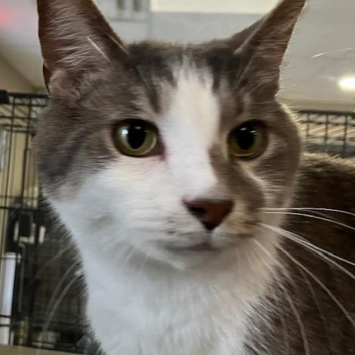 Enlarge Thomas, a Adoptable mixed breed in La Grange, KY image 1/4