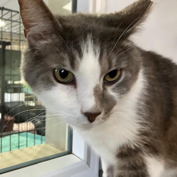 Enlarge Thomas, a Adoptable mixed breed in La Grange, KY image 3/4