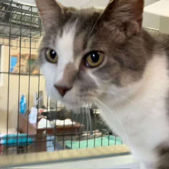 Enlarge Thomas, a Adoptable mixed breed in La Grange, KY image 2/4