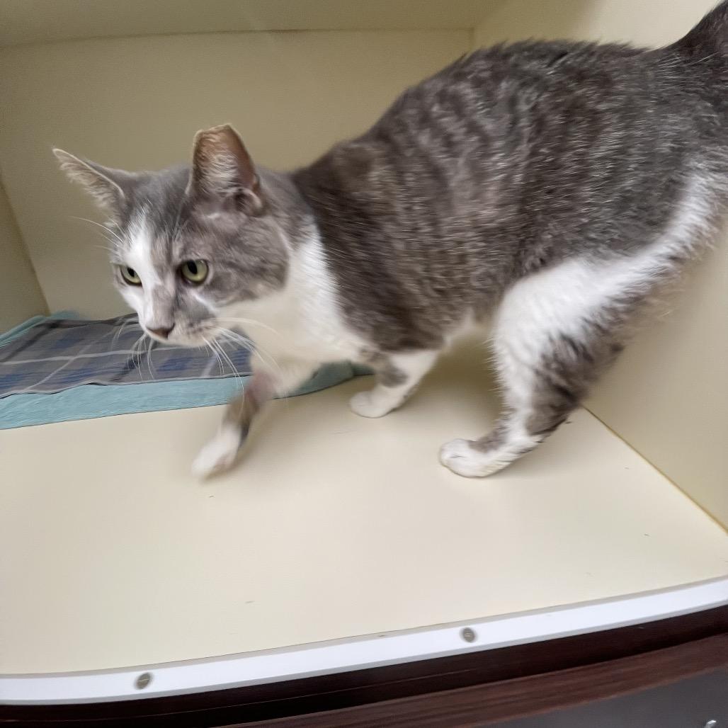 Enlarge Thomas, a Adoptable mixed breed in La Grange, KY image 4/4