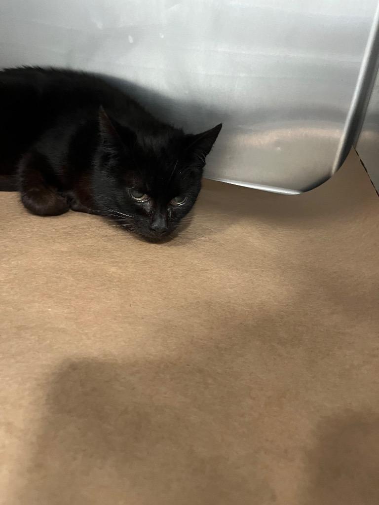 Enlarge lightning, a Adoptable mixed breed in Cartersville , GA image 1/1