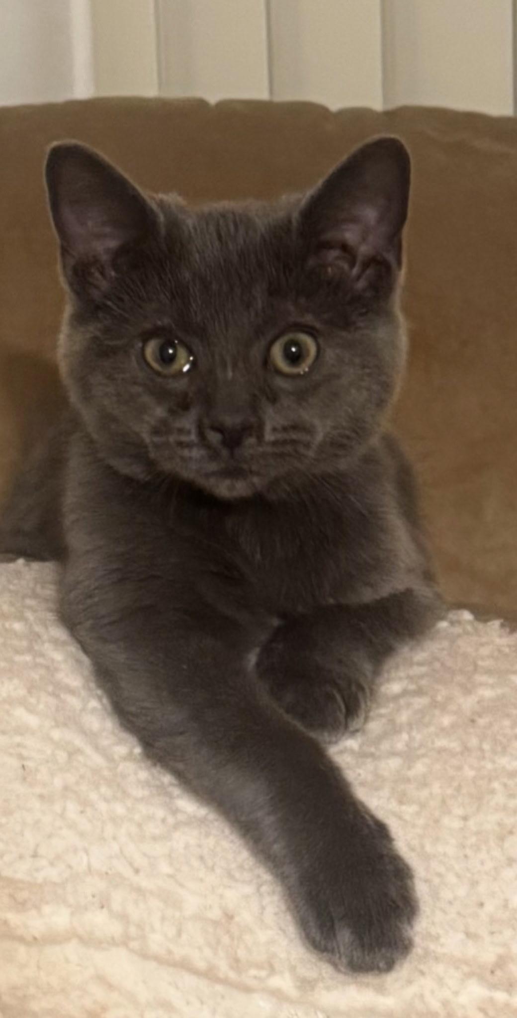 Enlarge Lewis - URGENT, an adopted Russian Blue in Ypsilanti, MI image 1/3