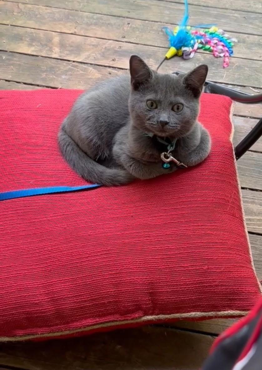 Enlarge Lewis - URGENT, an adopted Russian Blue in Ypsilanti, MI image 3/3