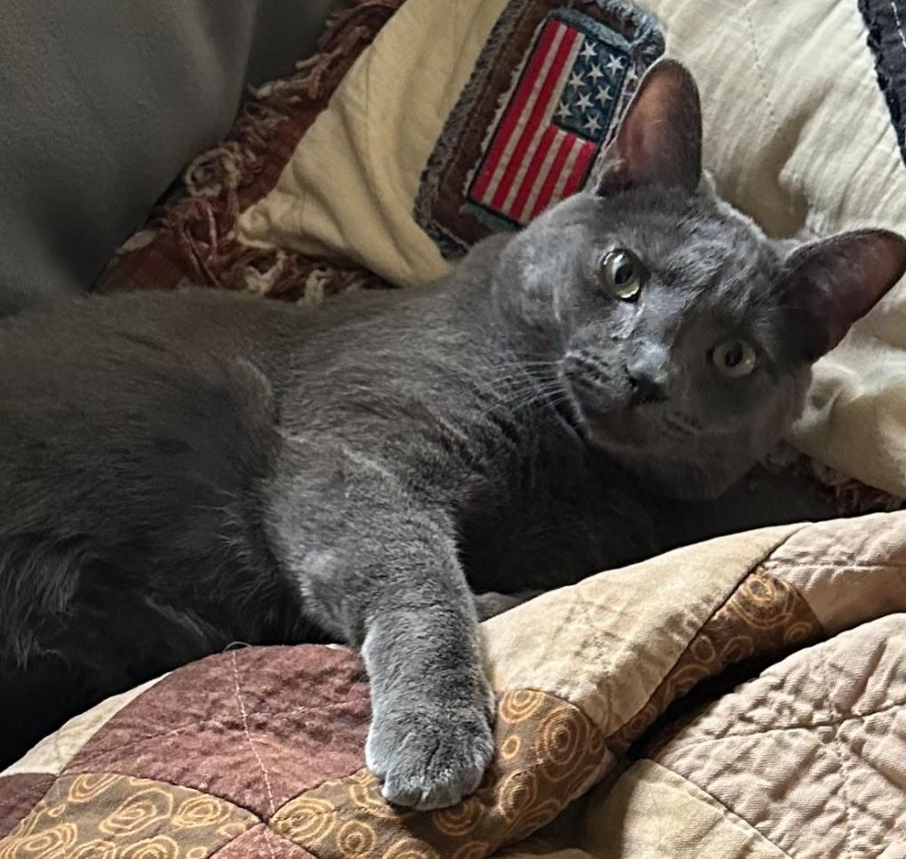 Enlarge Lewis - URGENT, an adopted Russian Blue in Ypsilanti, MI image 2/3