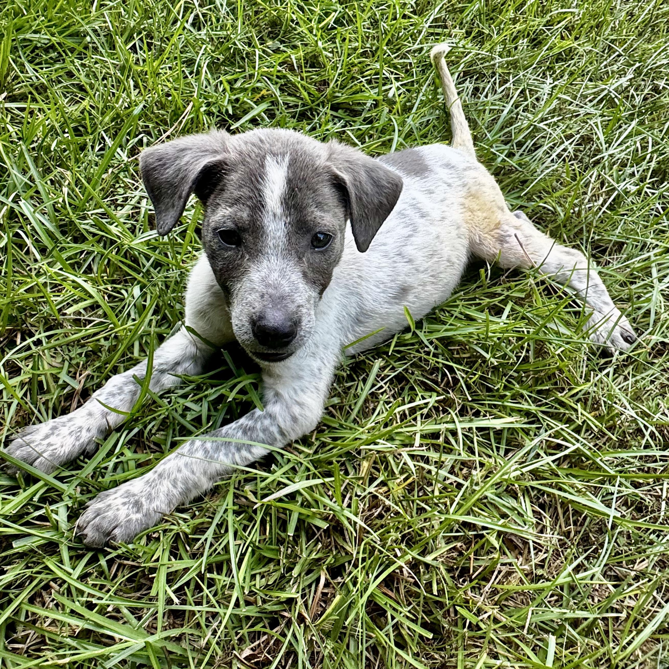Enlarge Greer, a Adoptable mixed breed in Brattleboro, VT image 4/6