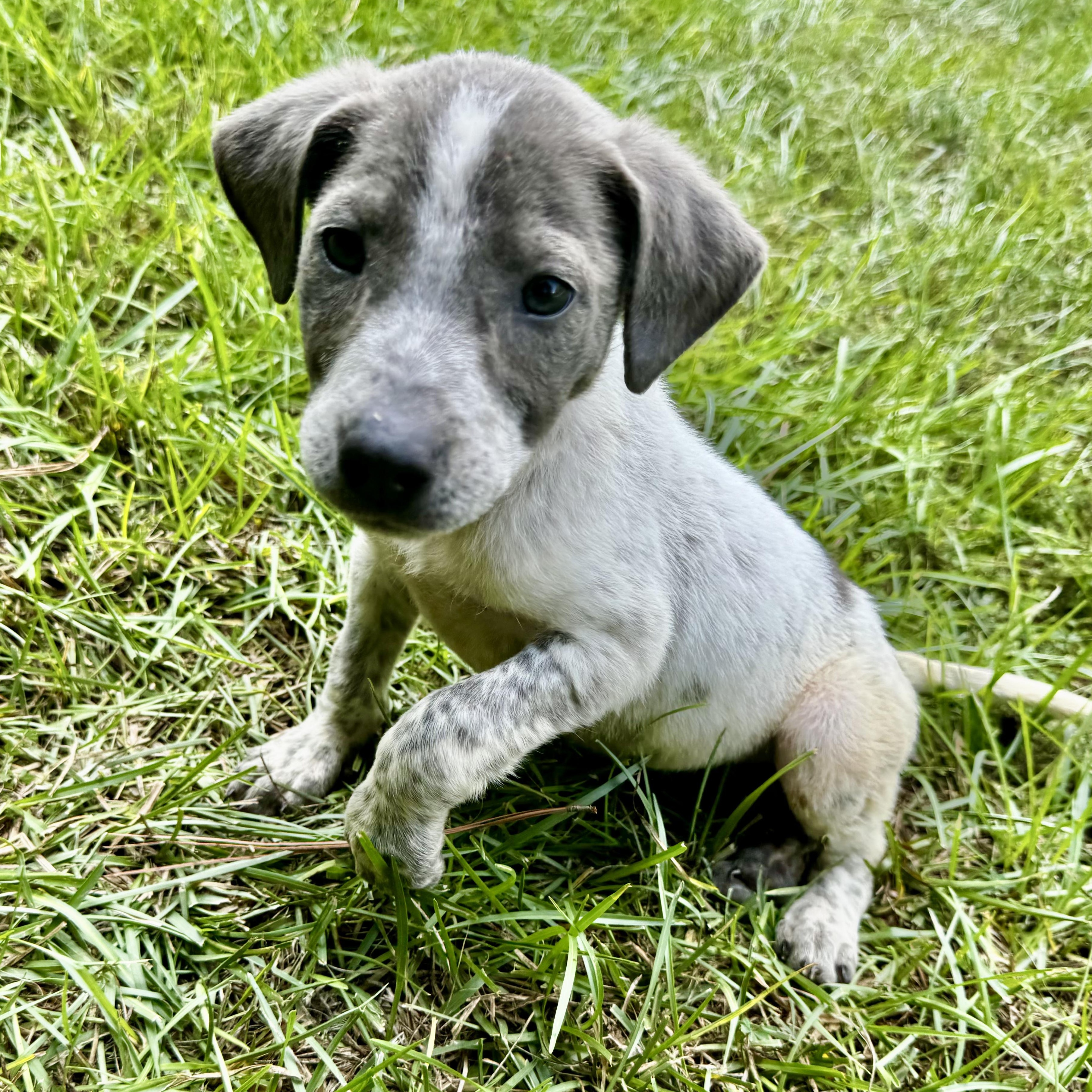 Enlarge Greer, a Adoptable mixed breed in Brattleboro, VT image 1/6