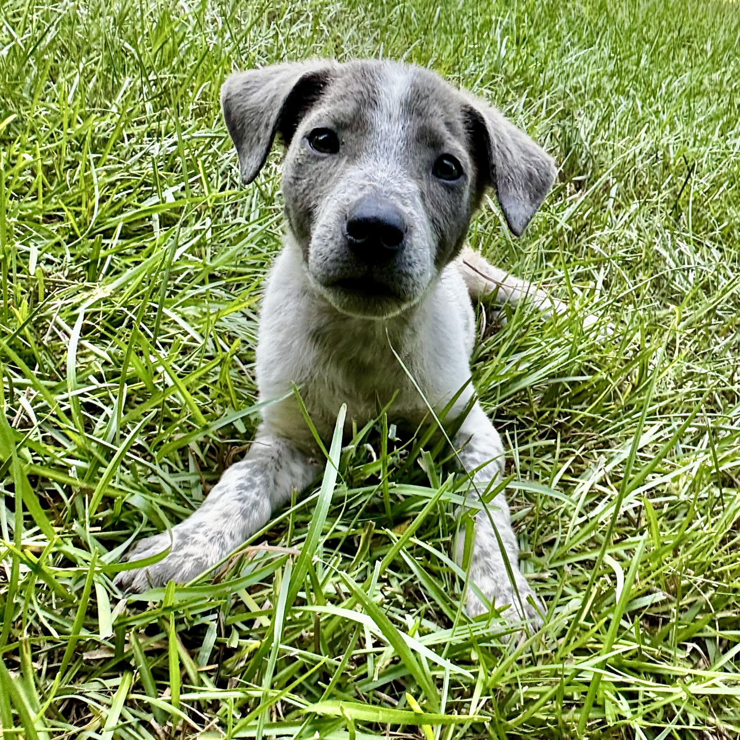 Enlarge Greer, a Adoptable mixed breed in Brattleboro, VT image 3/6