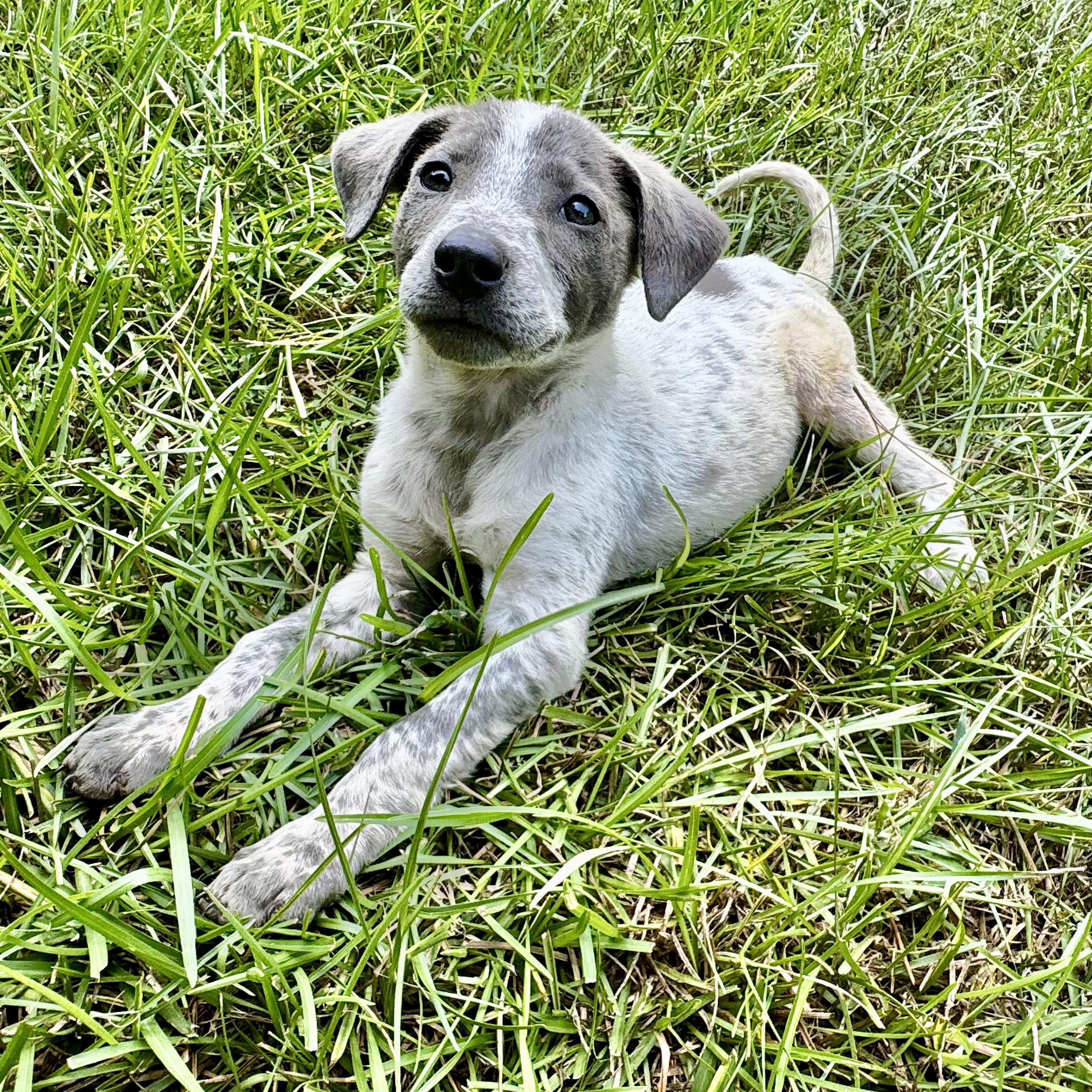 Enlarge Greer, a Adoptable mixed breed in Brattleboro, VT image 5/6