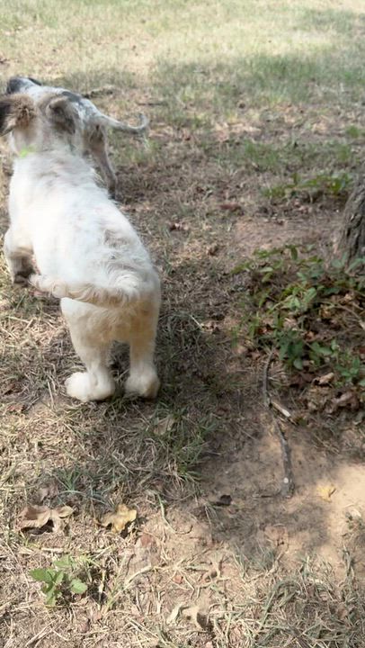 Enlarge Greer, a Adoptable mixed breed in Brattleboro, VT video 6/6