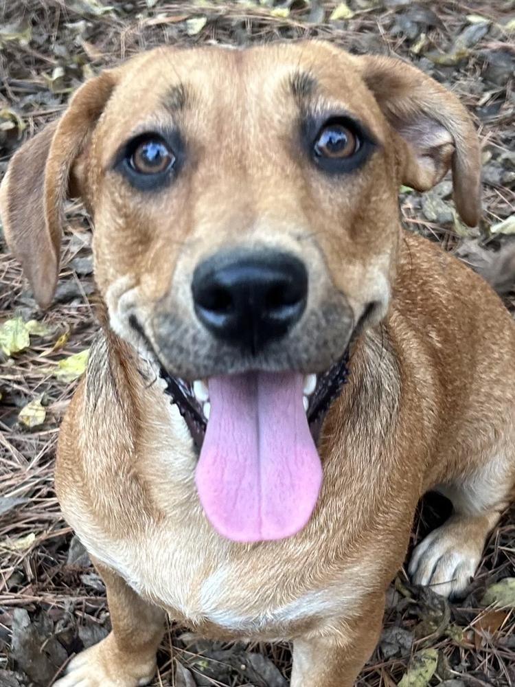 Enlarge Stella, a Adoptable mixed breed in Boston, MA image 1/6