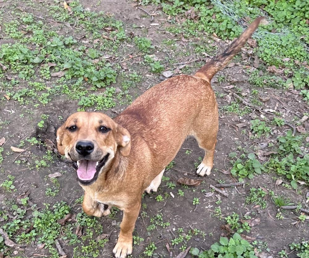 Enlarge Stella, a Adoptable mixed breed in Boston, MA image 2/6