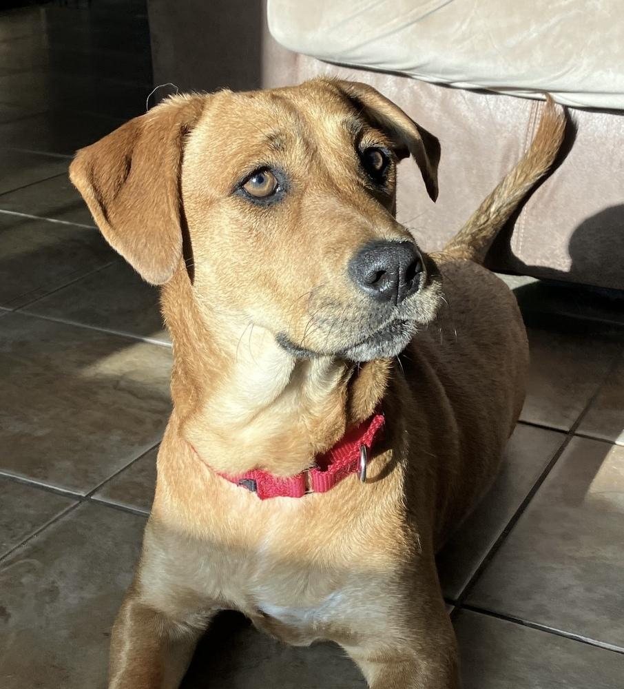 Enlarge Stella, a Adoptable mixed breed in Boston, MA image 3/6