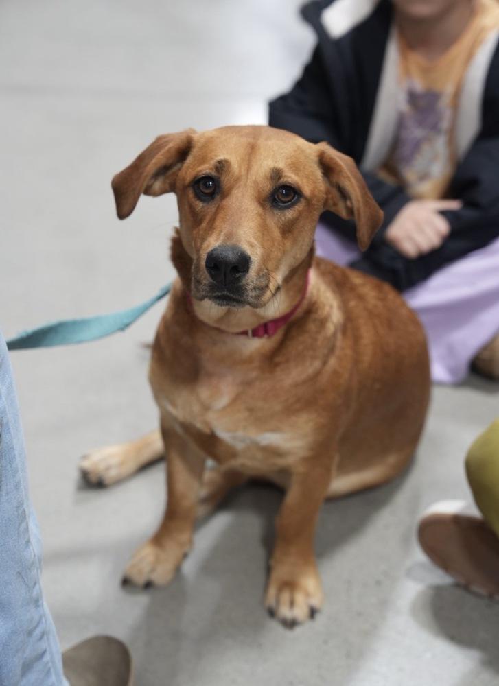 Enlarge Stella, a Adoptable mixed breed in Boston, MA image 4/6