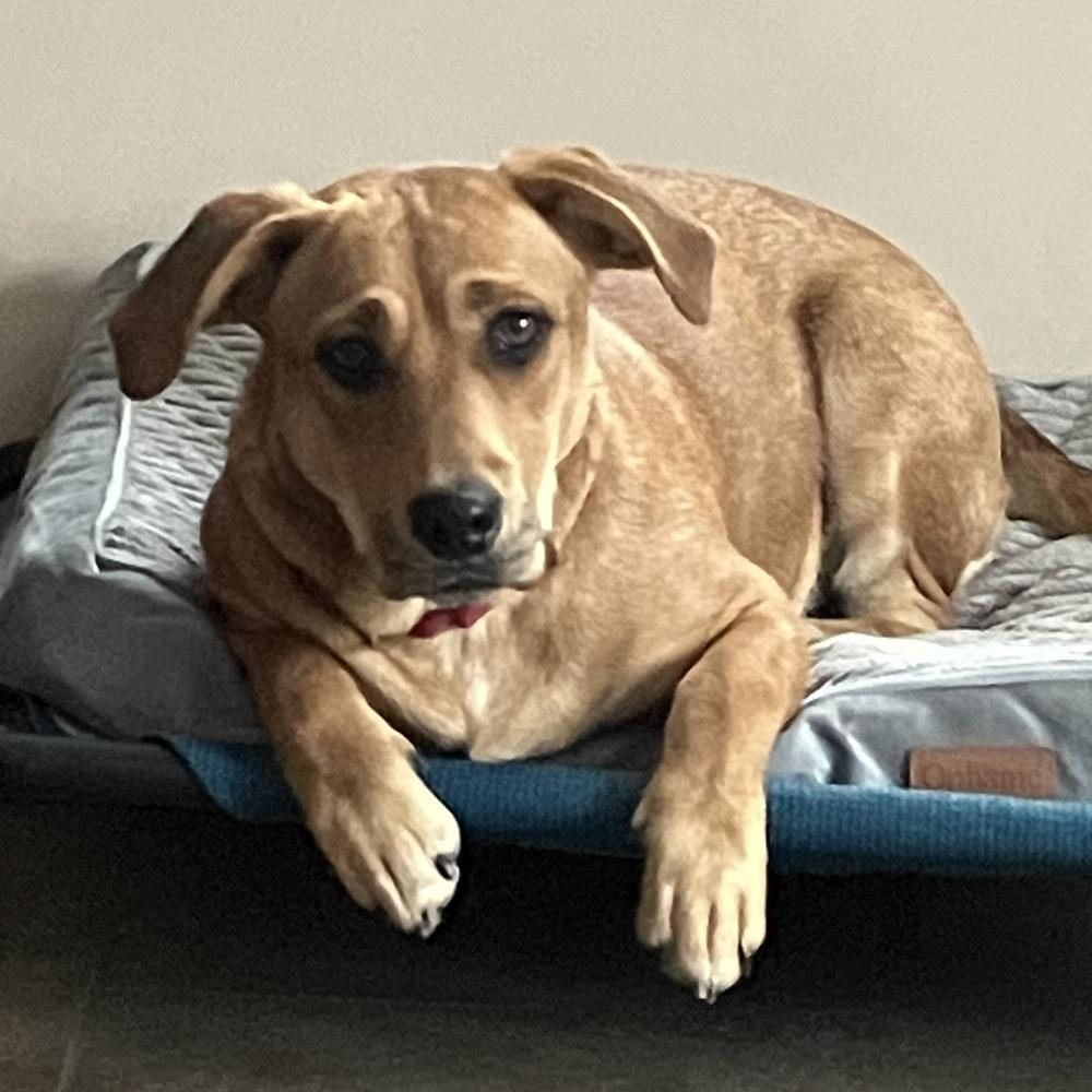 Enlarge Stella, a Adoptable mixed breed in Boston, MA image 5/6