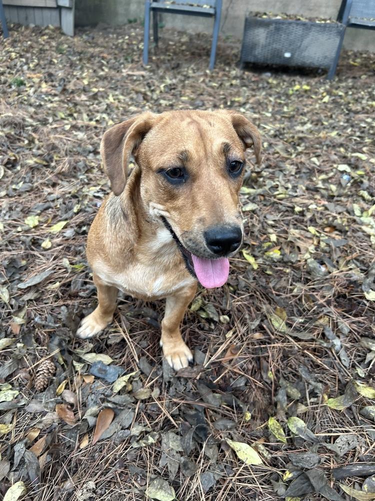 Enlarge Stella, a Adoptable mixed breed in Boston, MA image 3/6