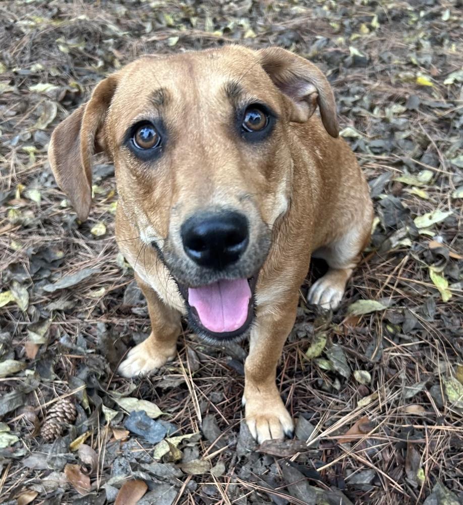 Enlarge Stella, a Adoptable mixed breed in Boston, MA image 4/6