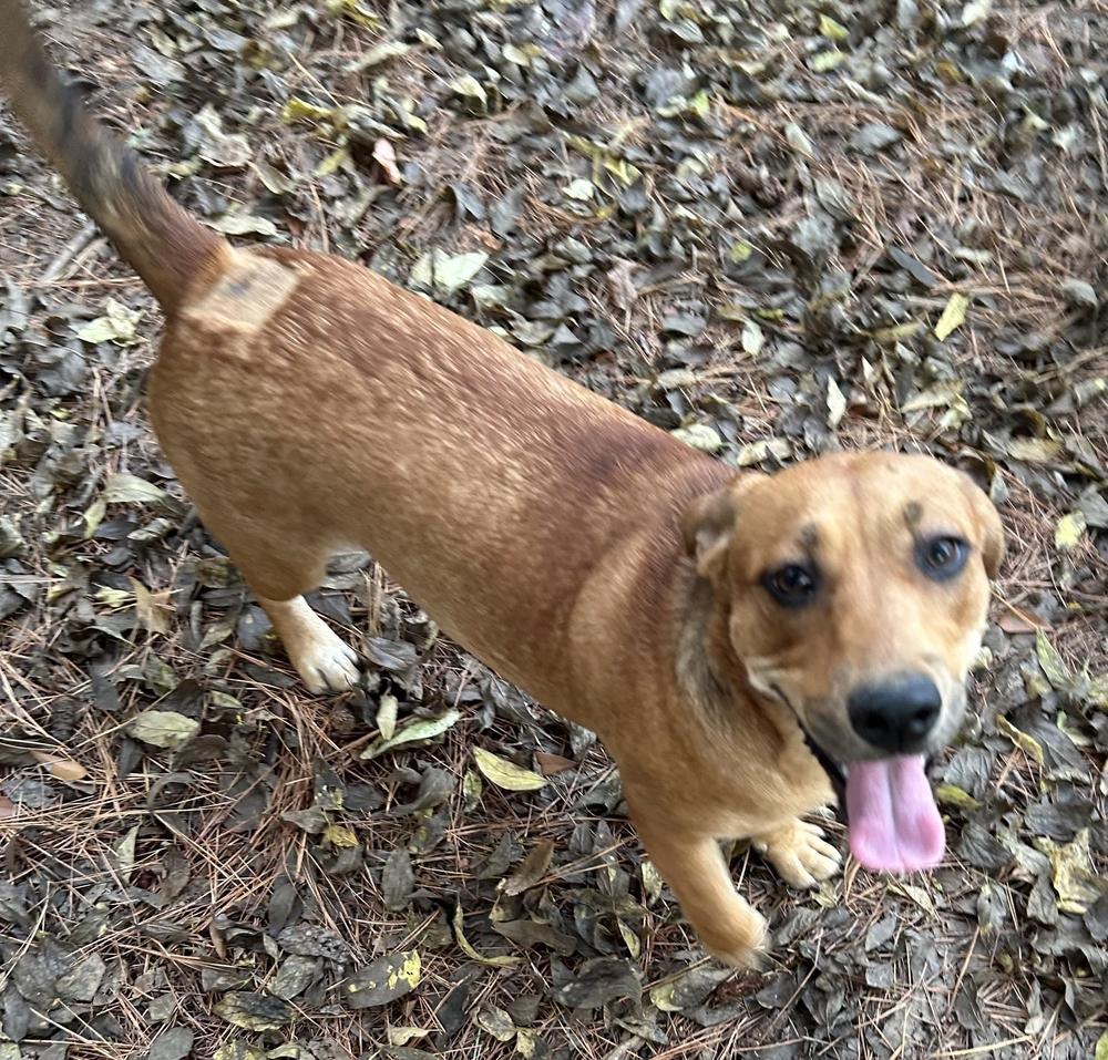 Enlarge Stella, a Adoptable mixed breed in Boston, MA image 5/6