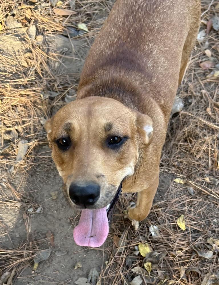 Enlarge Stella, a Adoptable mixed breed in Boston, MA image 6/6