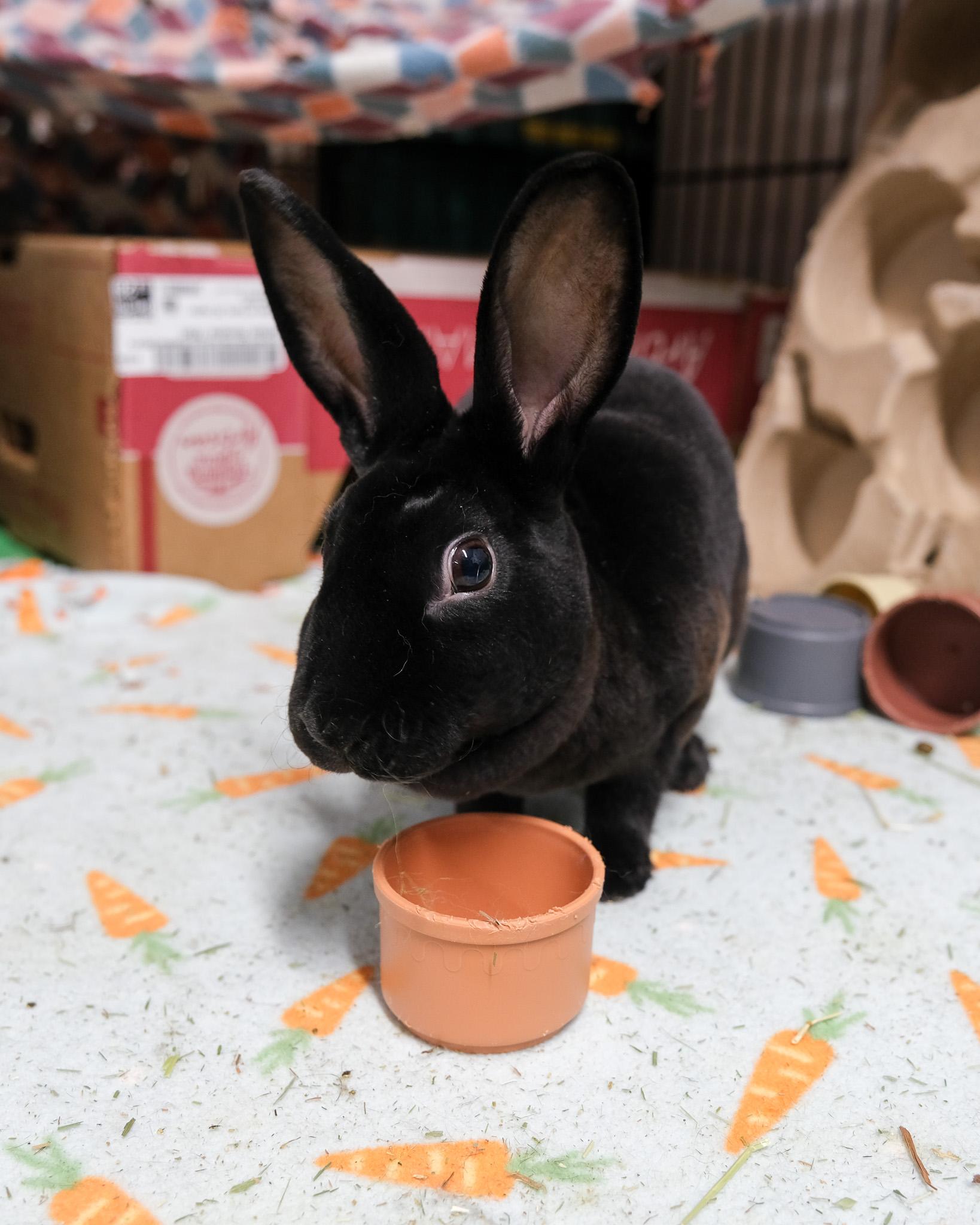 Enlarge Thing 1 & Thing 2, an adopted Mini Rex in Evanston, IL image 3/3