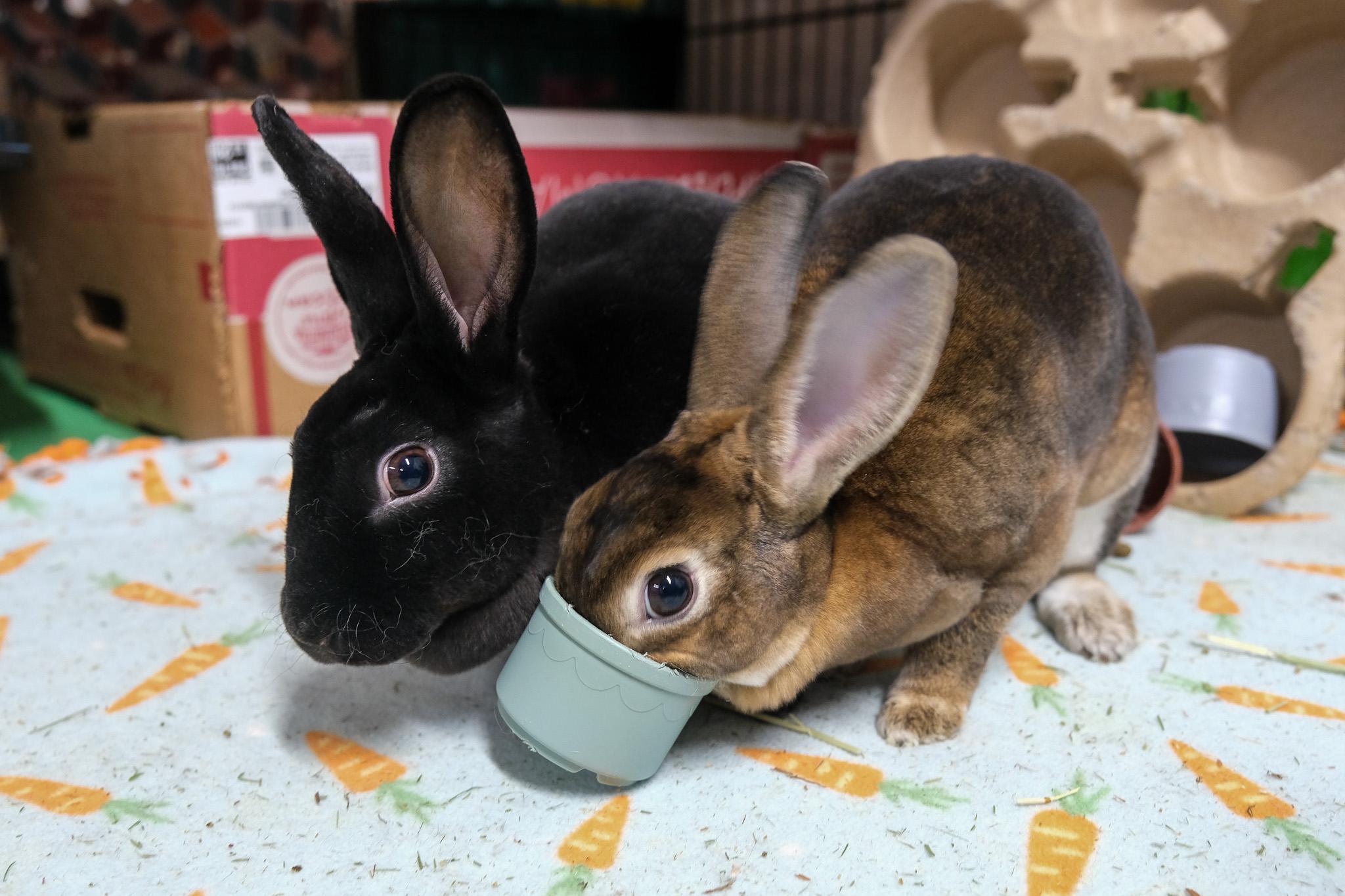Thing 1 & Thing 2, adopted, Young Female Mini Rex.