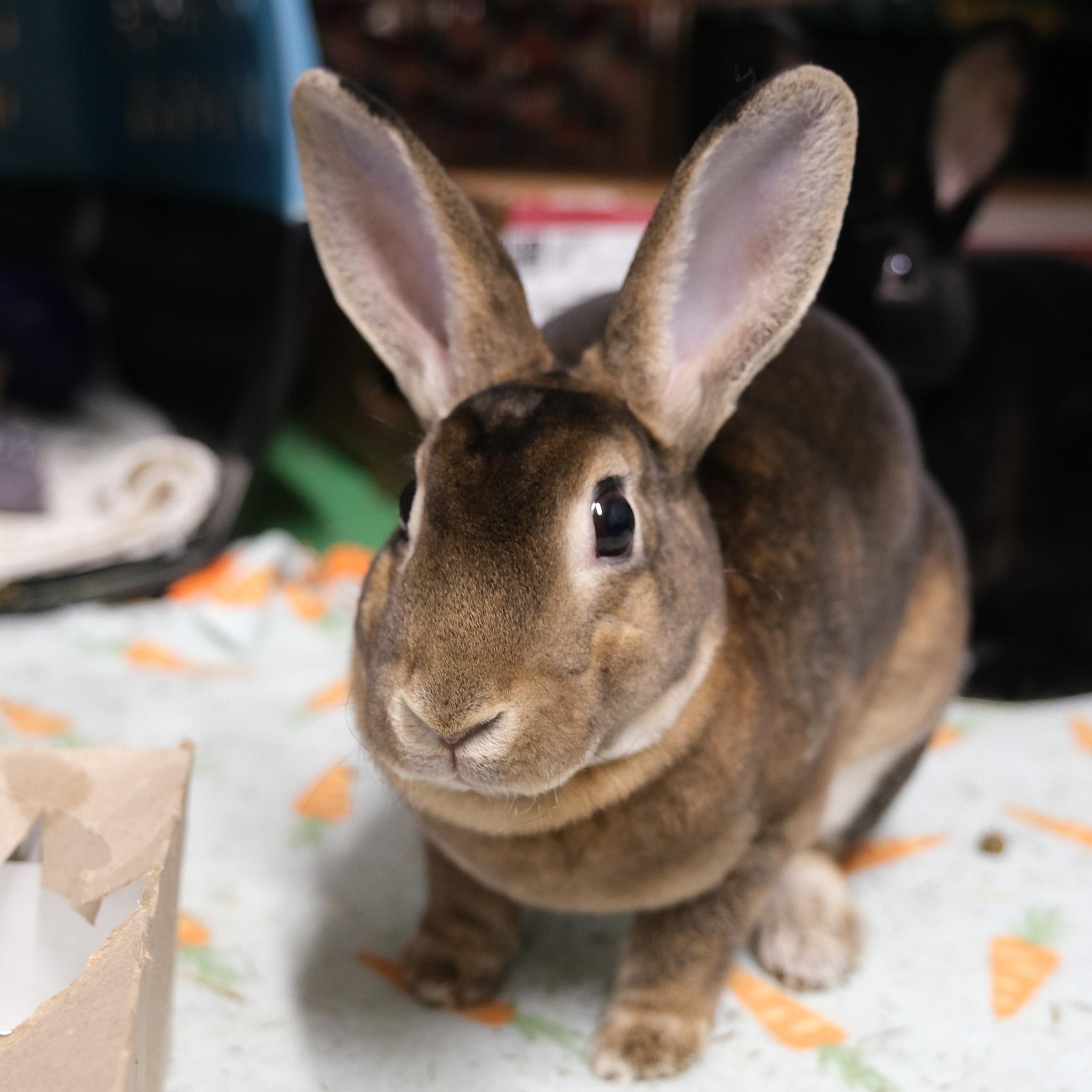 Enlarge Thing 1 & Thing 2, an adopted Mini Rex in Evanston, IL image 2/3