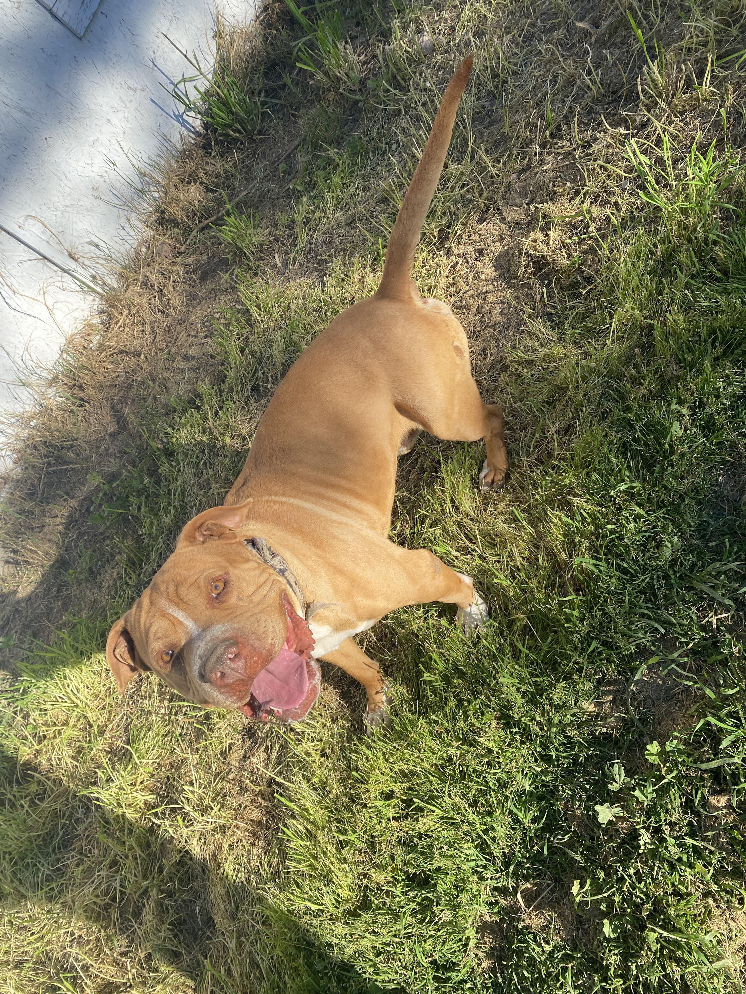 Mister Squish (Owner Assist), Adoptable, Senior Male Pit Bull Terrier.