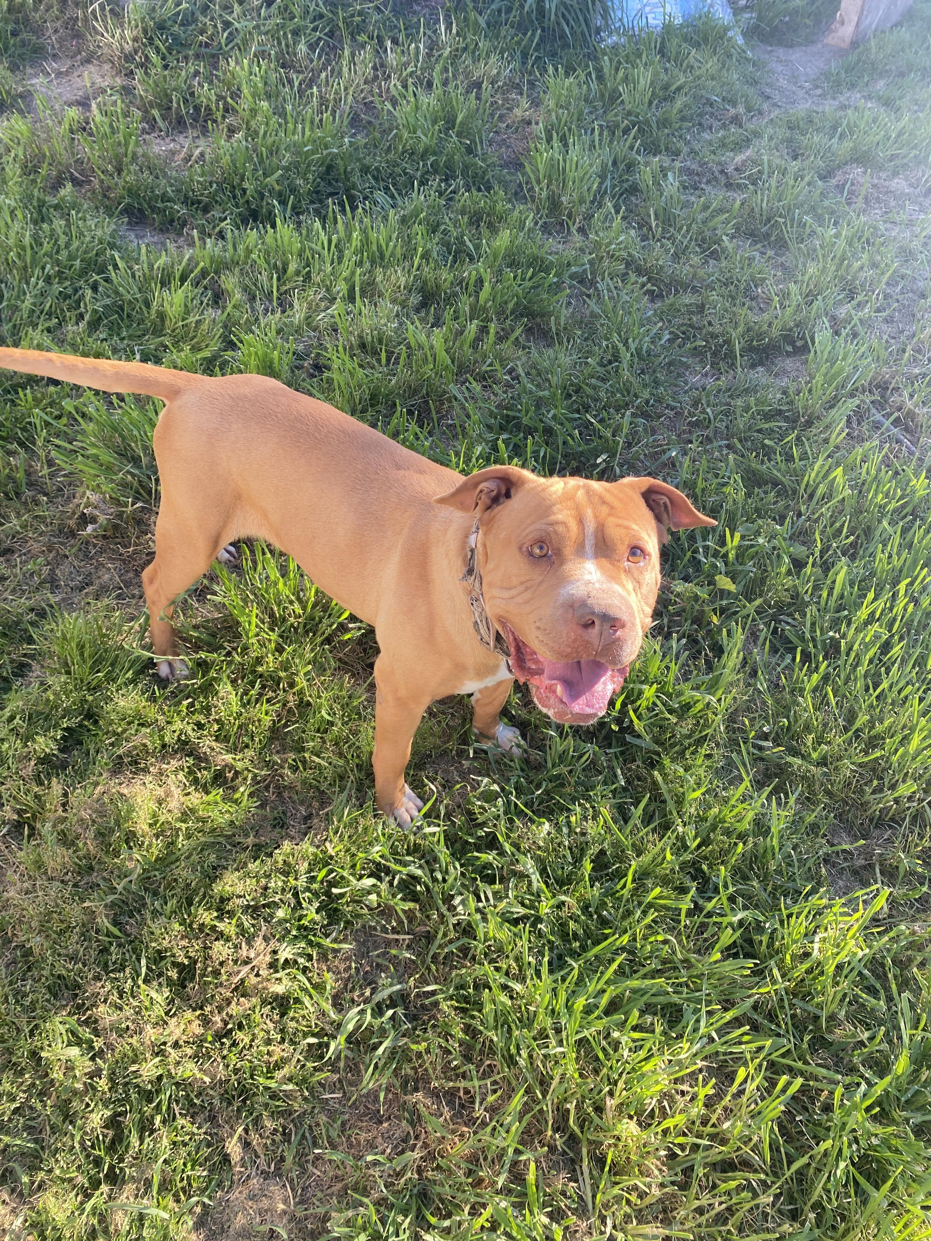 Mister Squish (Owner Assist), a Adoptable mixed breed in Tracy, CA image 2/5
