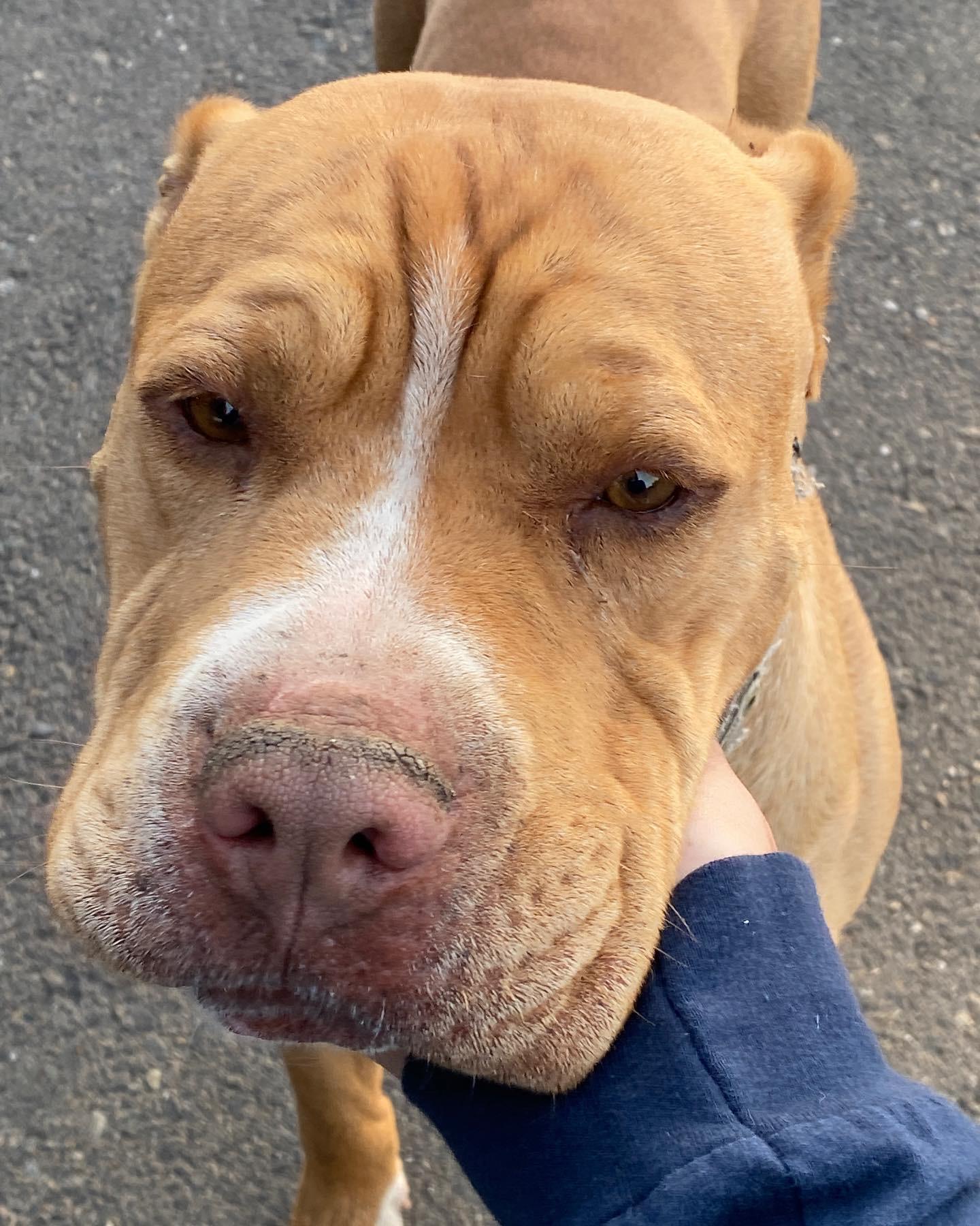 Mister Squish (Owner Assist), a Adoptable mixed breed in Tracy, CA image 3/5