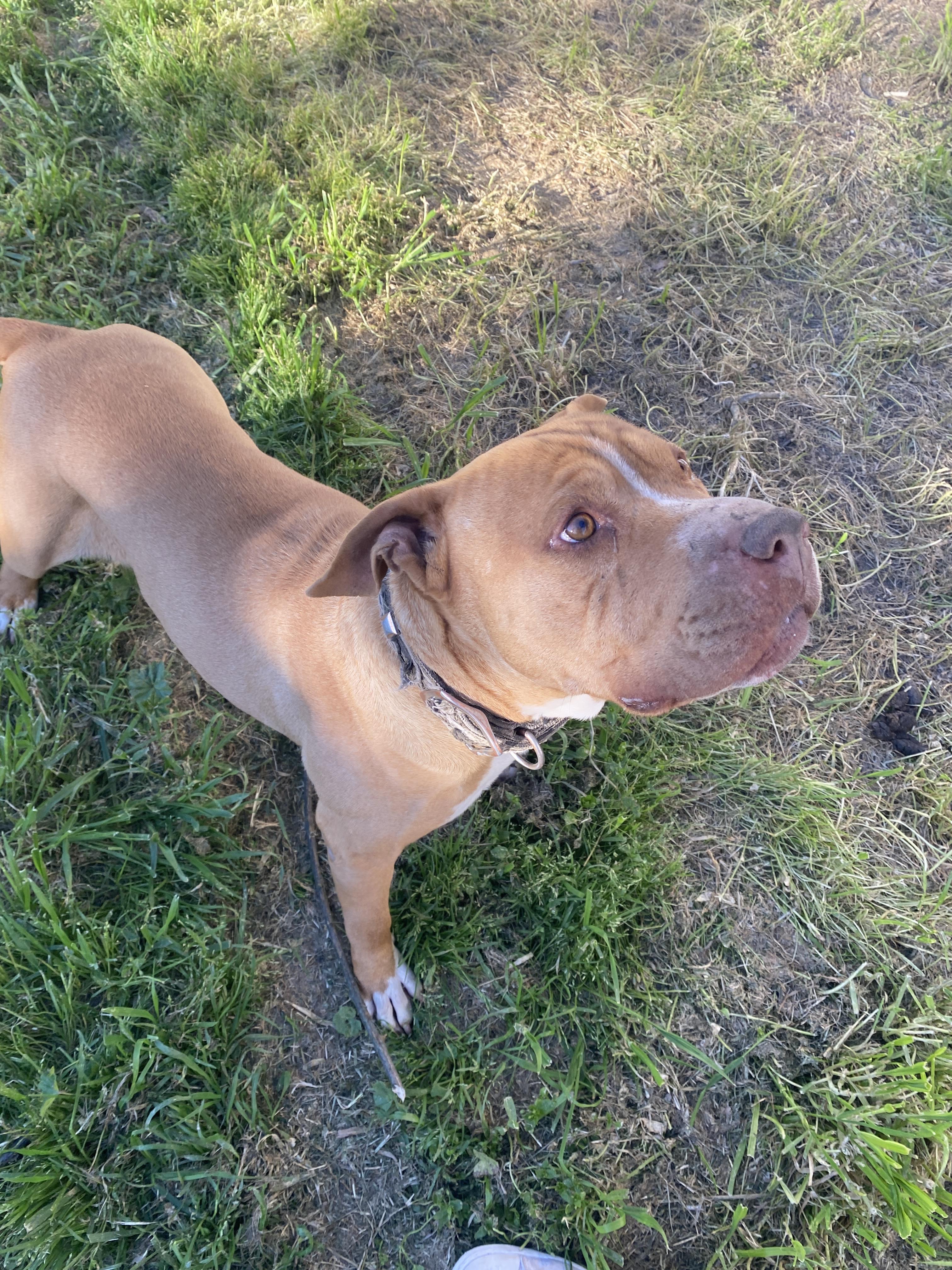 Mister Squish (Owner Assist), a Adoptable mixed breed in Tracy, CA image 4/5