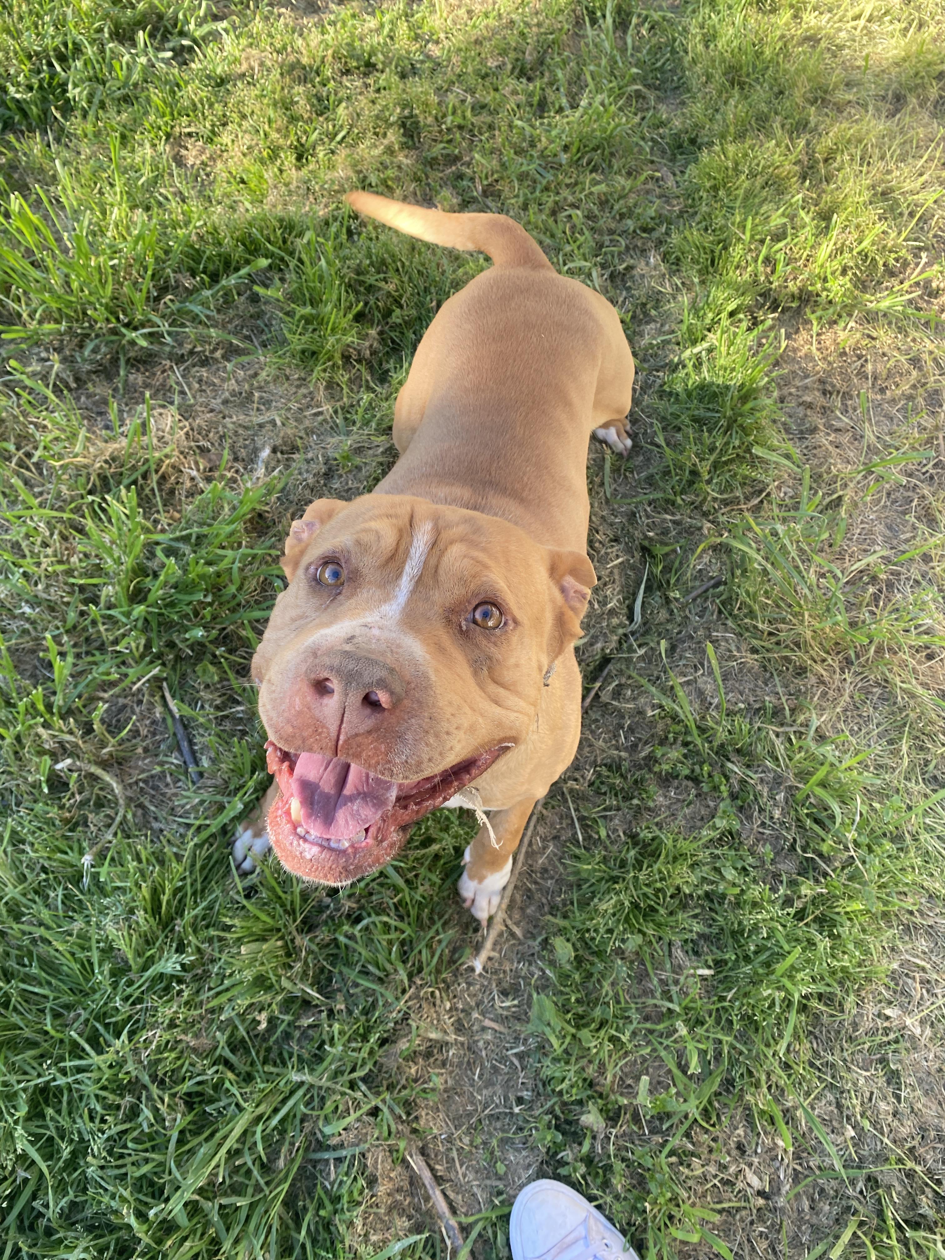 Mister Squish (Owner Assist), a Adoptable mixed breed in Tracy, CA image 5/5